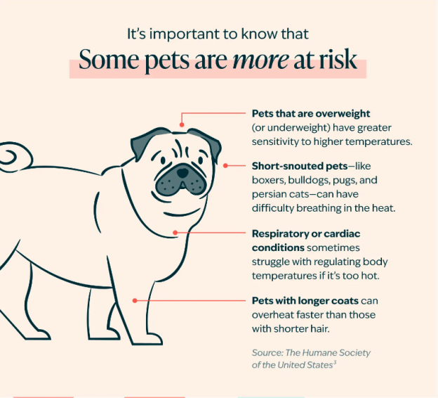 Pets and Hot Cars: What You Need to Know