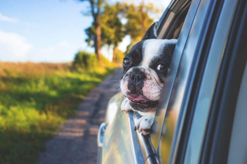 dog hanging head out of window