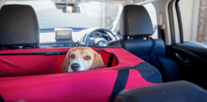 Dog in a car