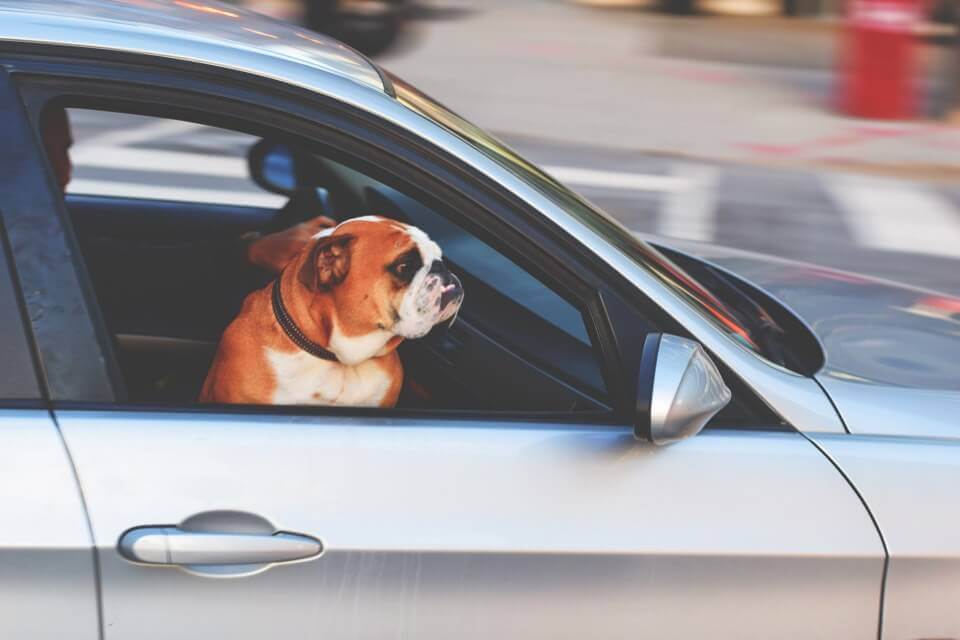 dog hanging head out of window