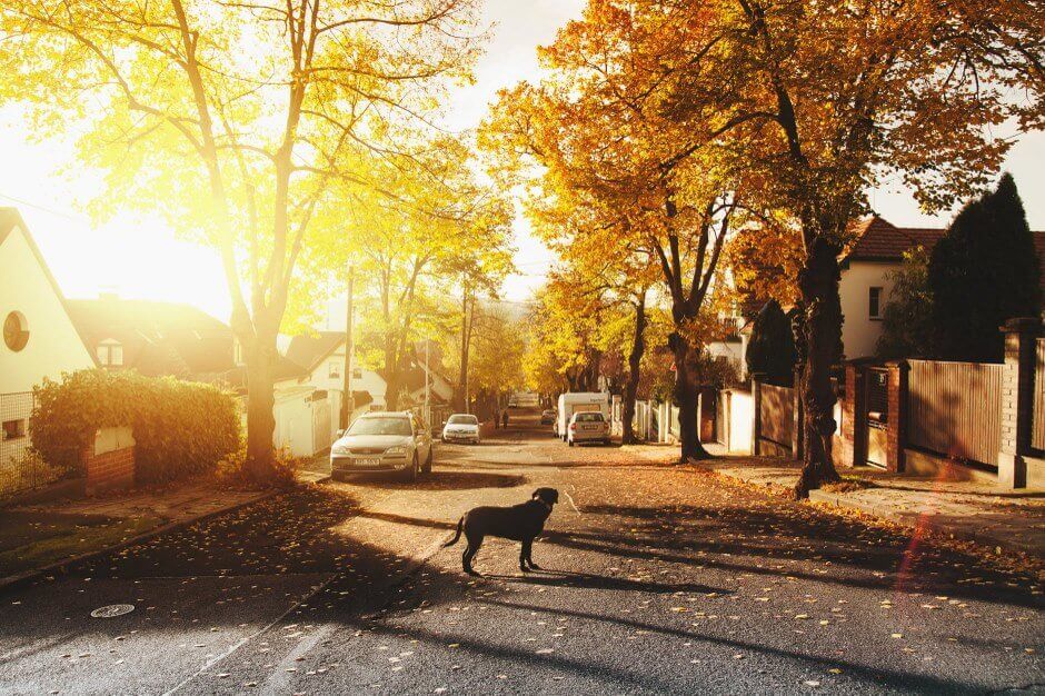 dog in middle of street