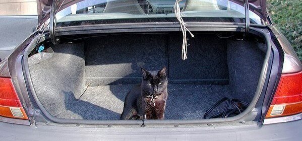 cat in trunk of car