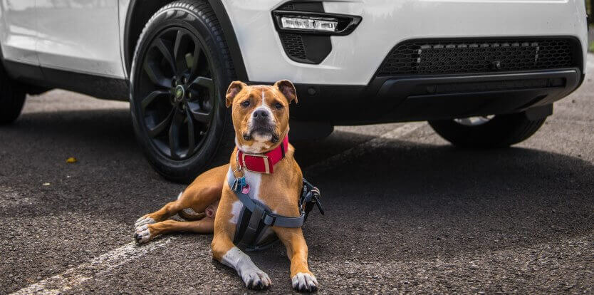 dog behind vehicle