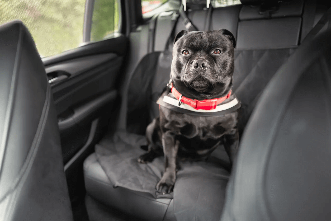 Dog in backseat of car